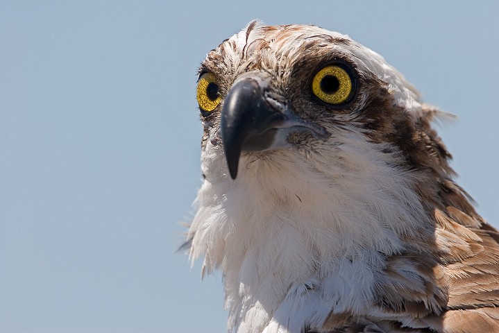 Fischadler Pandion haliaetus Osprey 